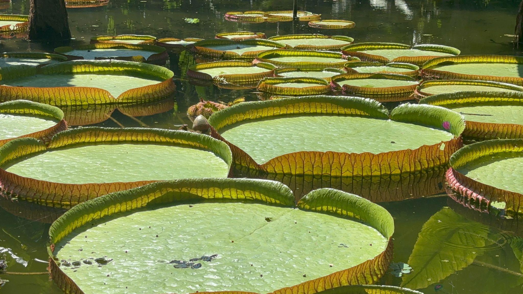 Rio?s Botanical Garden Is One of the Calmest, Strangest Highlights of the City